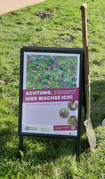 2.000 Wildpflanzen für Hamburgs Parkanlagen: Die ersten 250  Kleinen Braunellen wurden im Wilhelmsburger Inselpark gepflanzt. 